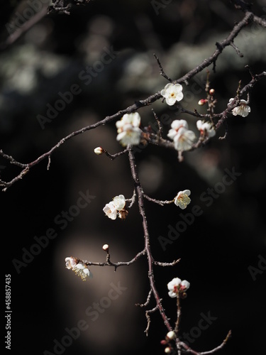 静かな雰囲気で咲くの梅の花