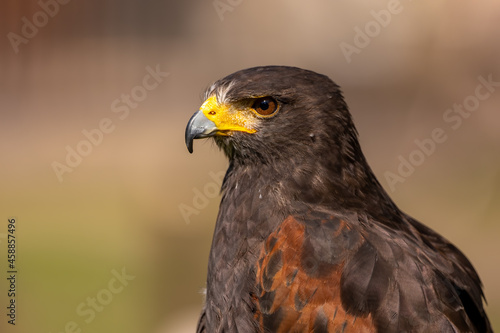 A portrait of an eagle at a sunny day in summer.