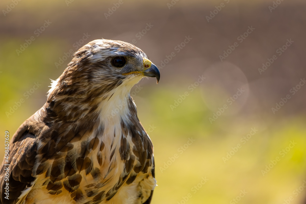 A portrait of a common buzzard at a sunny day in summer. A portrait of a common buzzard at a sunny day in summer.