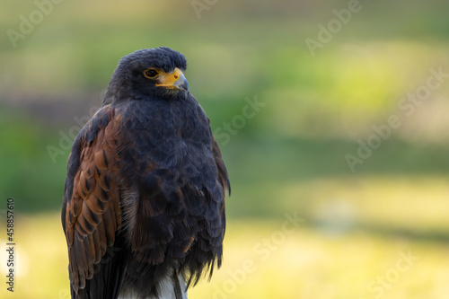 Portrait of a desert buzzard at a sunny day in summer.