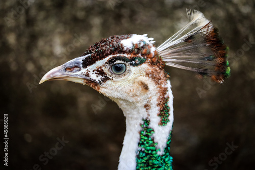 Pavo Real Tico/ Peacoak with beautiful color patterms photo