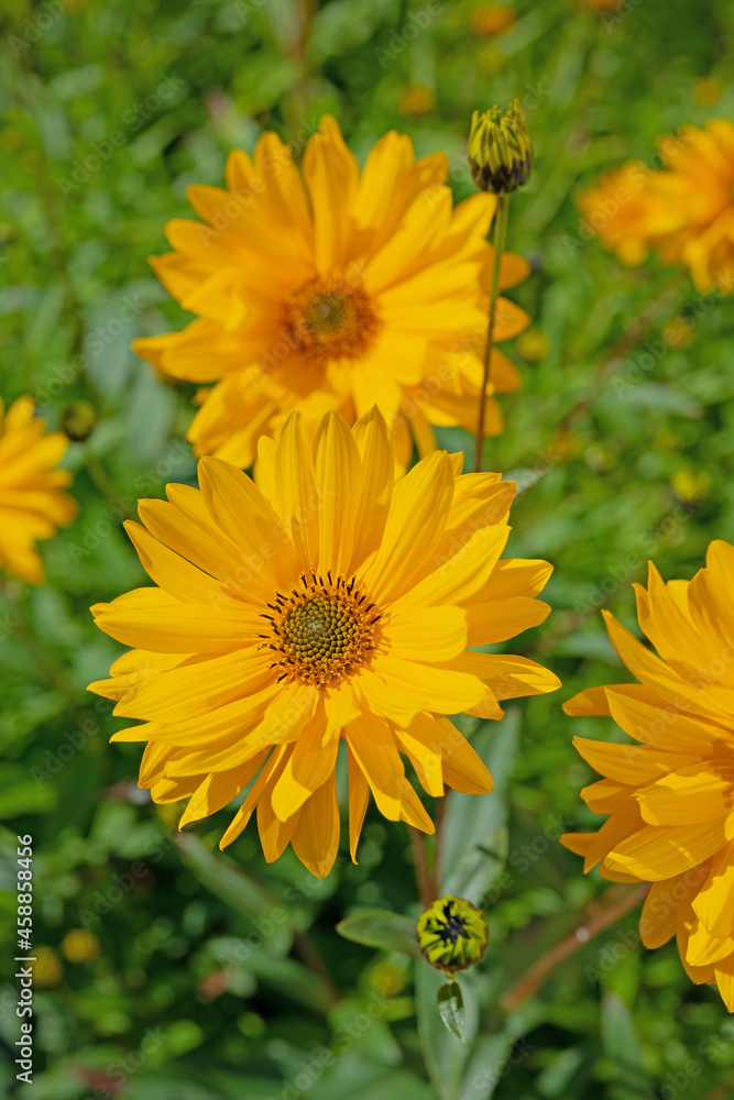 Blühende Stauden-Sonnenblumen, Helianthus decapetalus Blühende Stauden-Sonnenblumen, Helianthus decapetalus