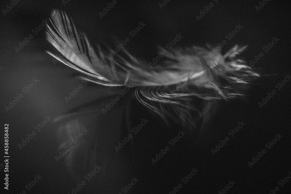 Obraz premium Feather