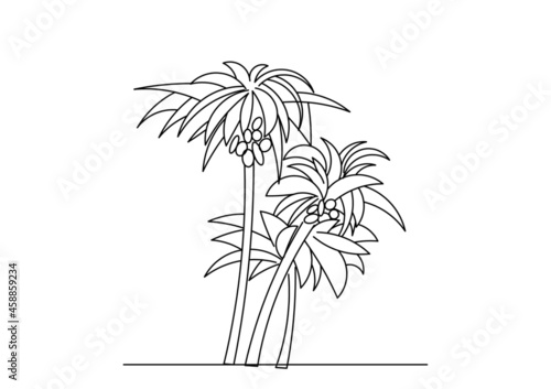 palm tree isolated on white