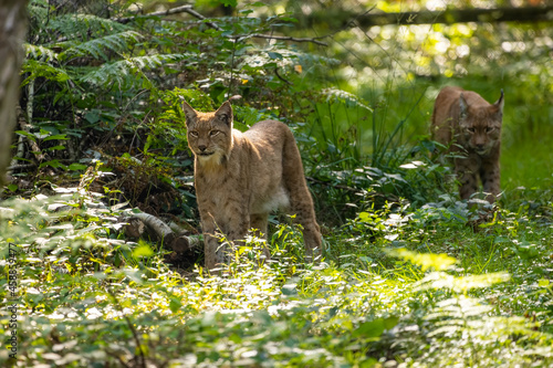 A beautiful lynx (bobcat) couple walking through a forest in a natural reserve in Germany at a sunny day in summer. photo