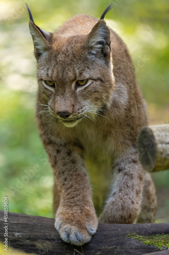 A beautiful lynx  bobcat  walking through a forest in a natural reserve in Germany at a sunny day in summer.