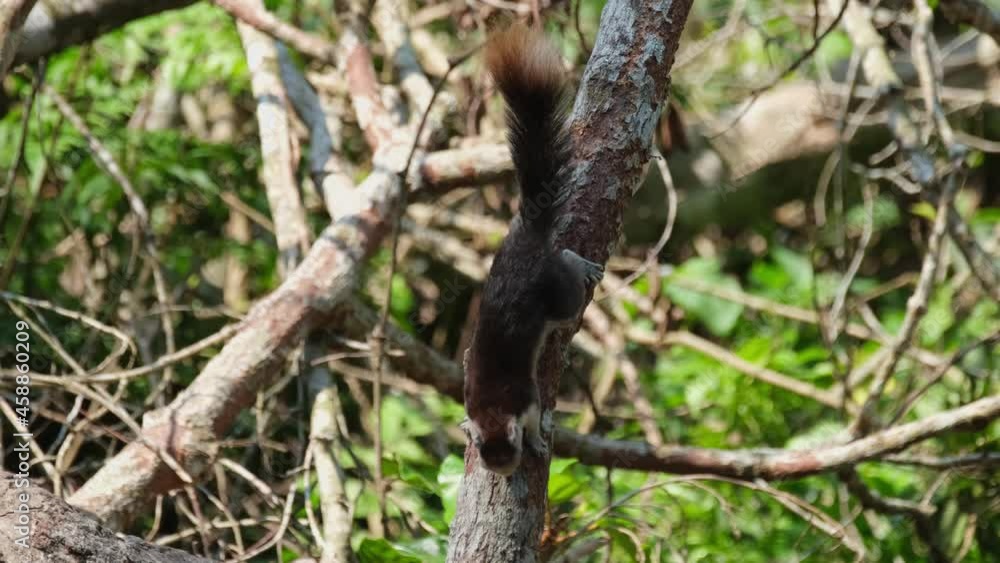 Seen upside down a vertical branch feeding on the bark of the tree, Finlayson's Squirrel, Callosciurus finlaysonii, Khao Yai National Park, Thailand. Seen upside down a vertical branch feeding on the bark of the tree, Finlayson's Squirrel, Callosciurus finlaysonii, Khao Yai National Park, Thailand.