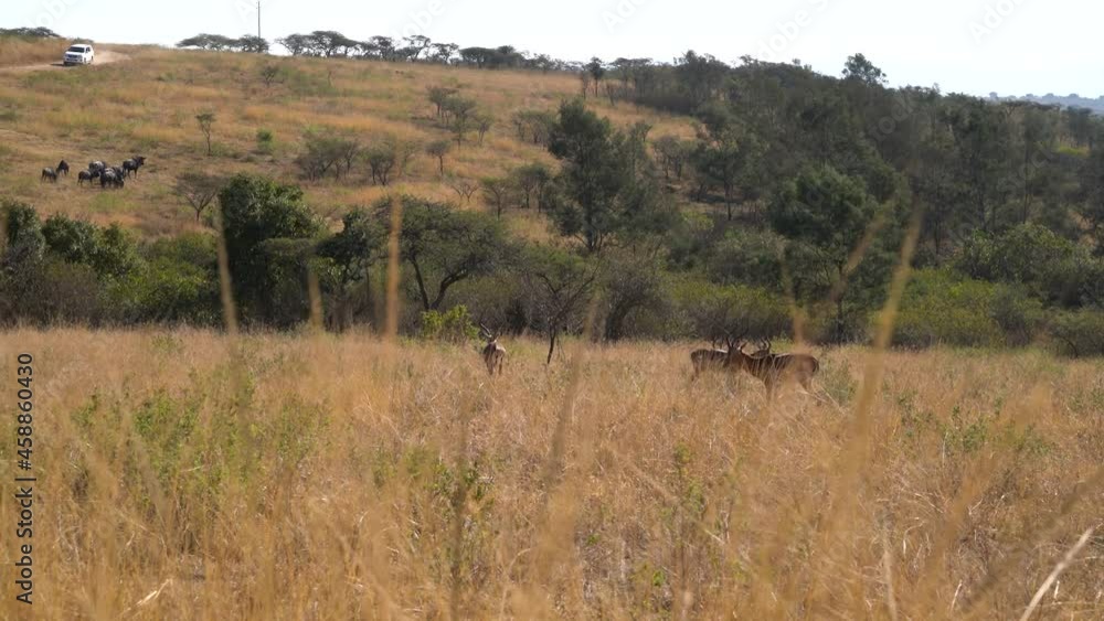 Impala safely grazing in the grassland with a herd of water buffalo in the distance. Impala safely grazing in the grassland with a herd of water buffalo in the distance.