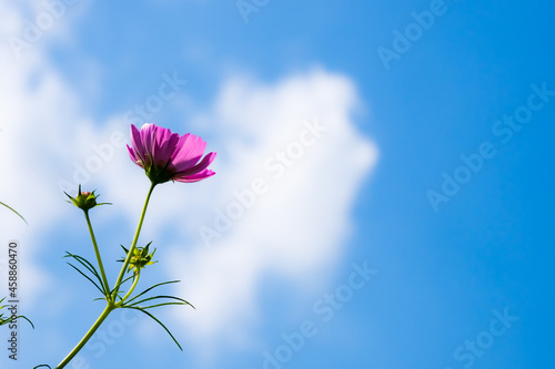 青い空と白い雲とかわいいコスモスの花