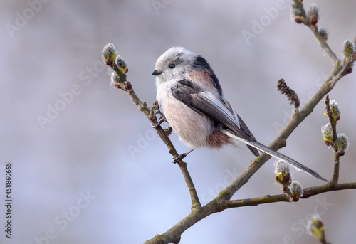 Long-tailed Tit (Aegithalos caudatus) perched on flowering willow bush branch in early spring season  photo