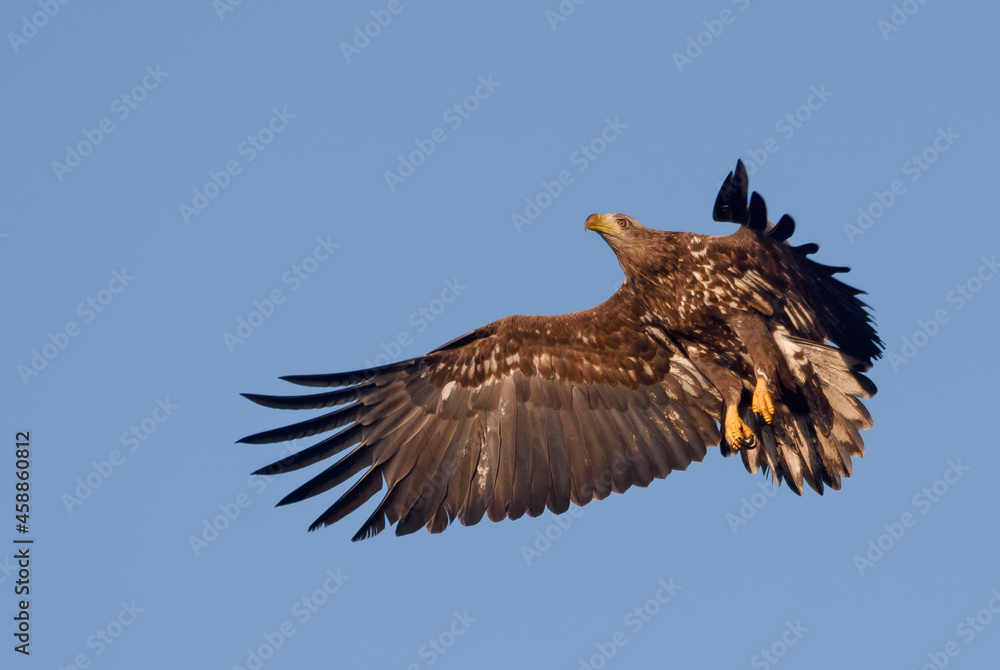 Fototapeta premium Young White-tailed eagle (Haliaeetus albicilla) makes sharp turn in flight while stopping in blue sky