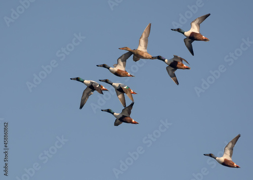 A mixed flock of Northern Shovelers (Spatula clypeata) in fast flight over blue sky