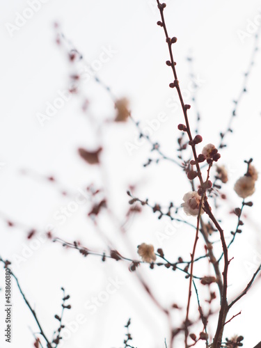 咲き誇る梅の花