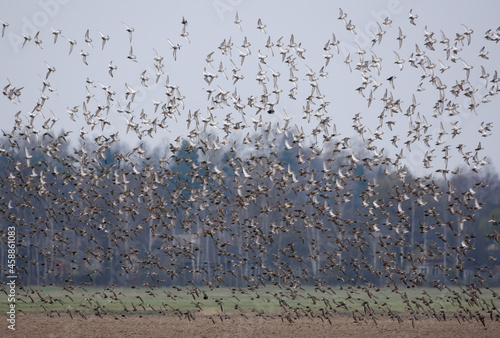 Huge flock of Ruffs (Philomachus pugnax) fly and take down over agro field during spring migration