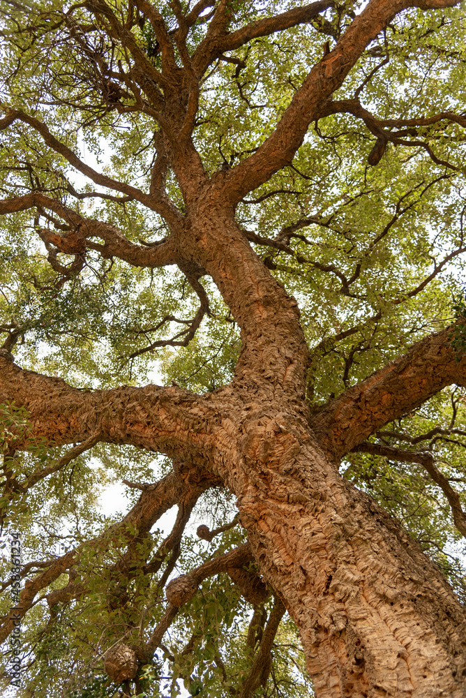 Quercia Quercia