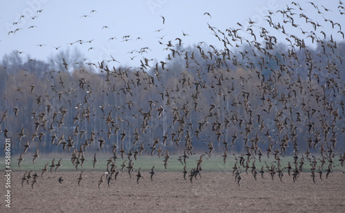 Very big flock of Ruffs (Calidris pugnax) in flight over barren land during spring migration