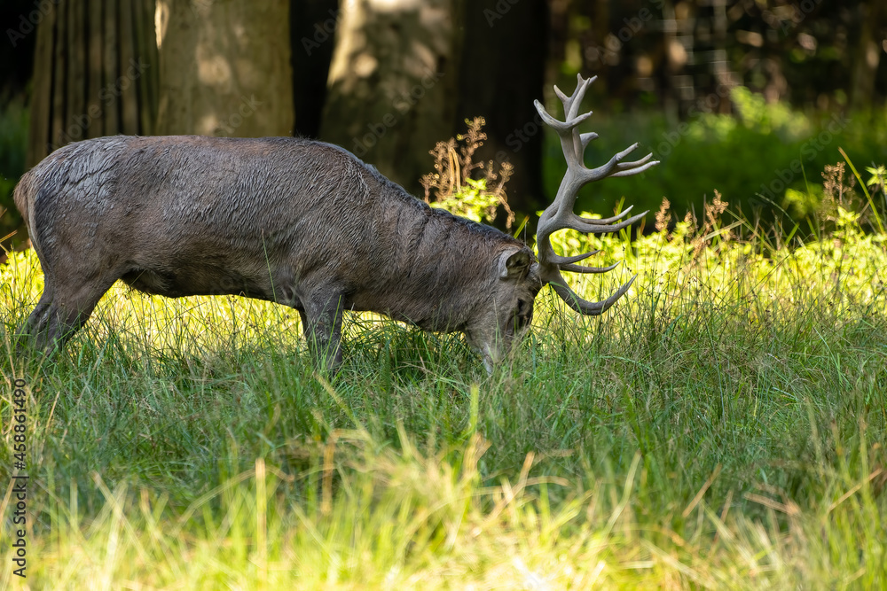 Red deer in a forest during rutting season. Red deer in a forest during rutting season.