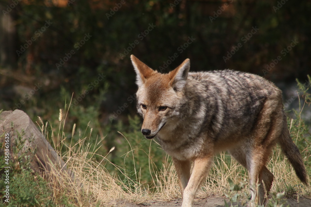 Coyote in the forest