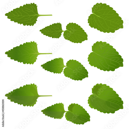 Set of green fresh mint leaf single peppermint melissa  organic leaves isolated on white
