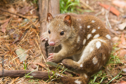 Small Cute Young Spotted Quoll photo