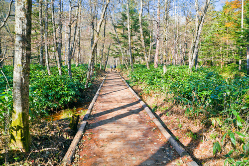 Kamikochi nature trails in autumn, Nagano prefecture, Japan