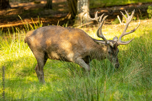 Red deer in a forest during rutting season.