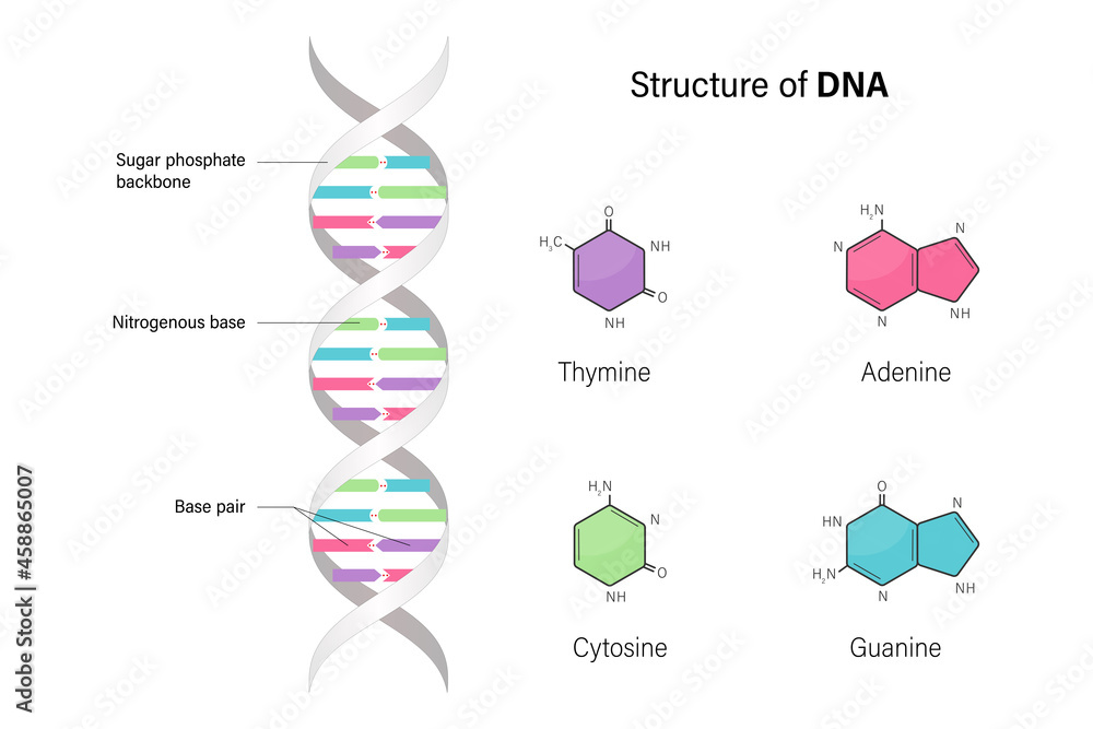 Structure of DNA. Deoxyribonucleic acids. Nitrogenous base and Sugar