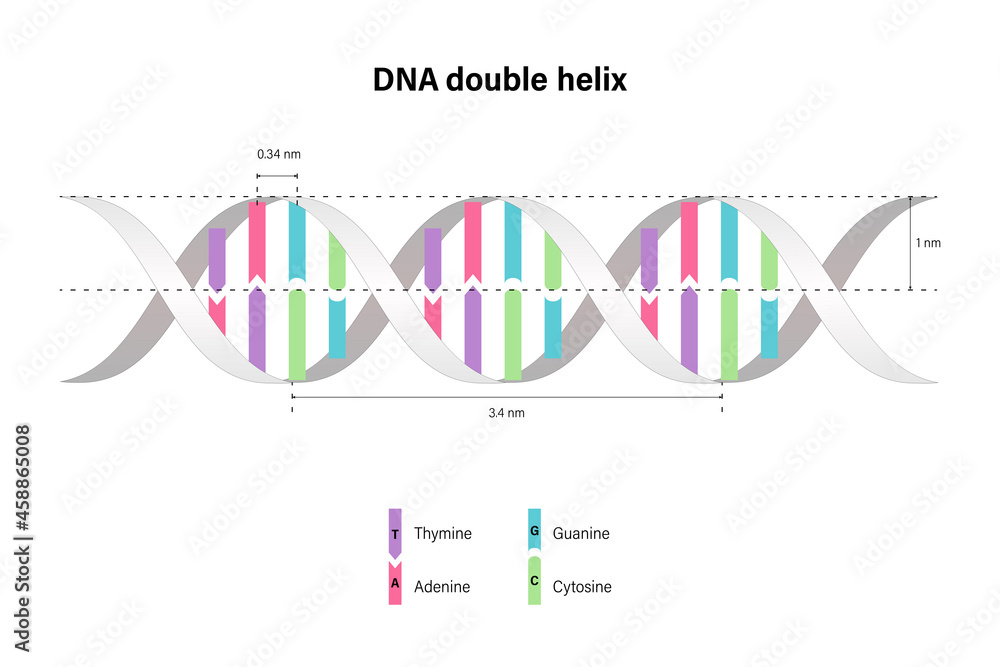 Structure of DNA double helix. Deoxyribonucleic acids. Nitrogenous base ...