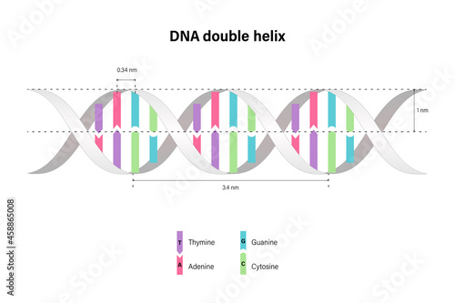 Structure of DNA double helix. Deoxyribonucleic acids. Nitrogenous base and Sugar phosphate backbone. Thymine, Adenine, Cytosine, Guanine.