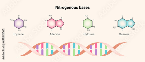 Nitrogenous base. Structure of DNA. Deoxyribonucleic acids. Sugar phosphate backbone. Thymine, Adenine, Cytosine, Guanine.