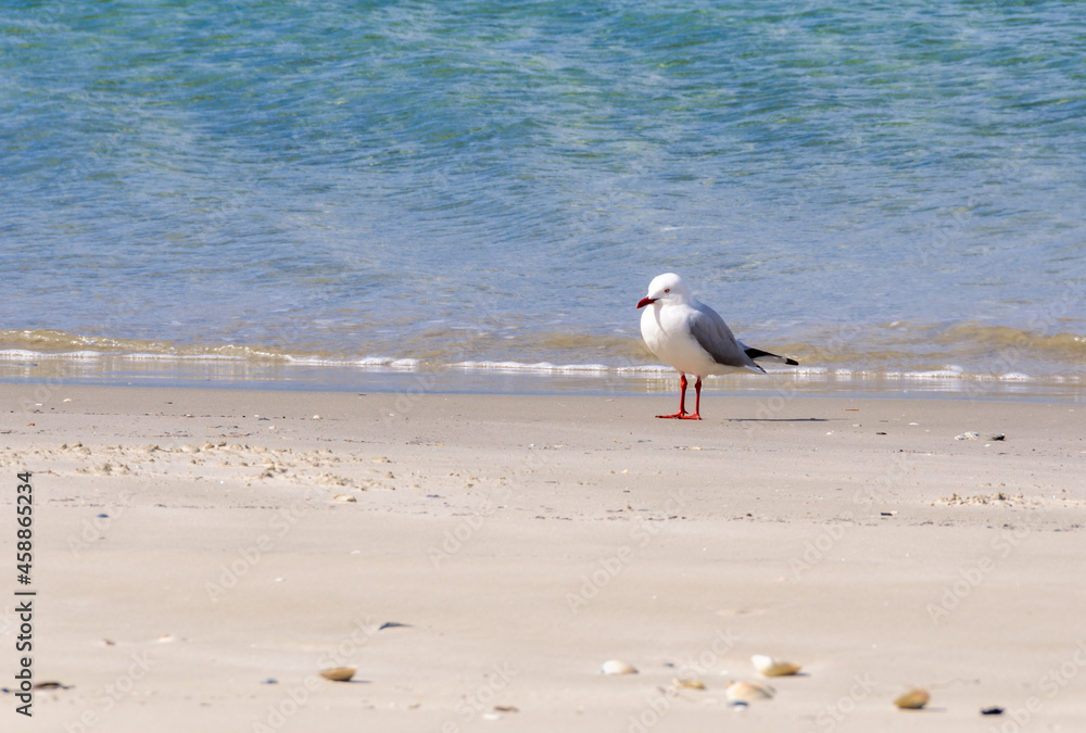 Lonely seagull on the beach - Orford, Tasmania, Australia Lonely seagull on the beach - Orford, Tasmania, Australia