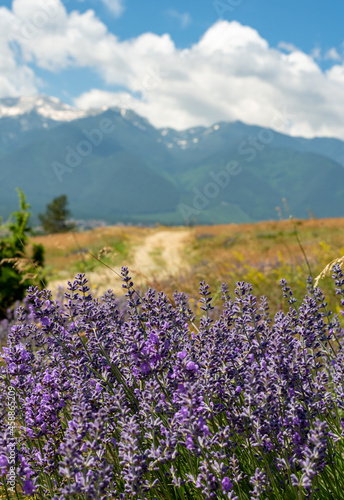 The road to the mountains. Lavender in the foreground