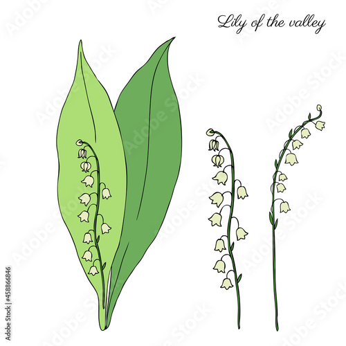Lily of the valley, Convallaria flower, colorful muguet isolated on white background botanical hand drawn sketch vector doodle illustration for design package cosmetic, greeting card, wedding invite