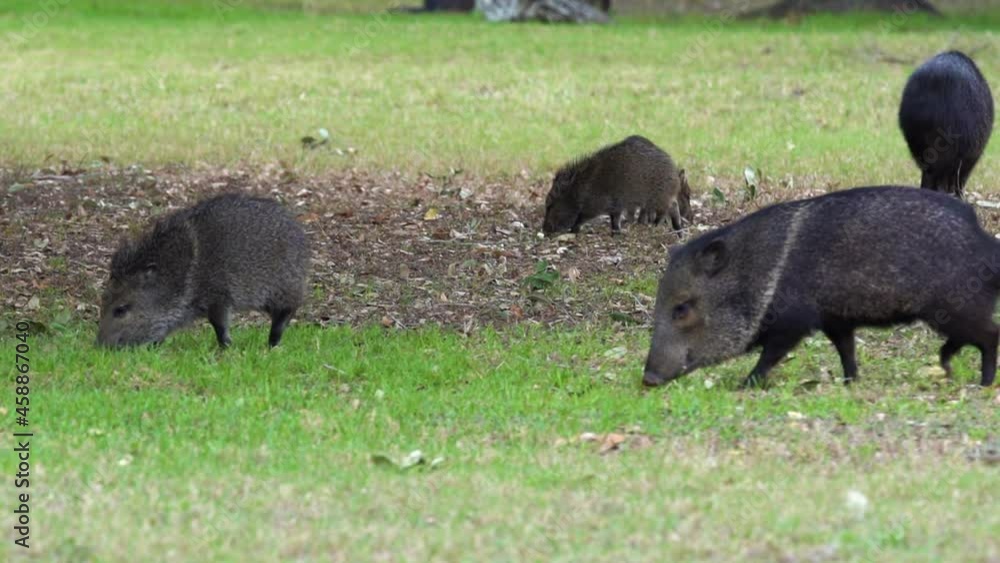 Big family of javelina roaming free in wilderness while looking for food Big family of javelina roaming free in wilderness while looking for food