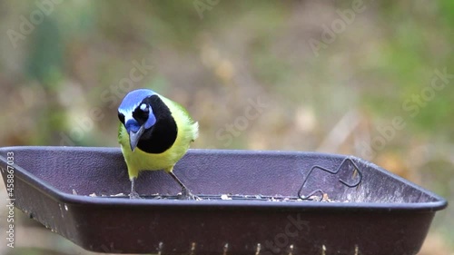 Couple of Green Jay birds enjoying seeds on bird feeder. One bird fly in and out