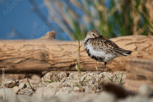Dunlin is resting on the beach © Thomas