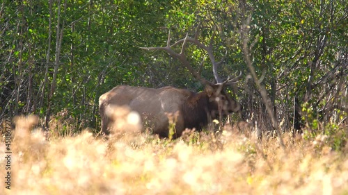 Bull elk in the Rocky Mountains during the elk rut of 2021 photo