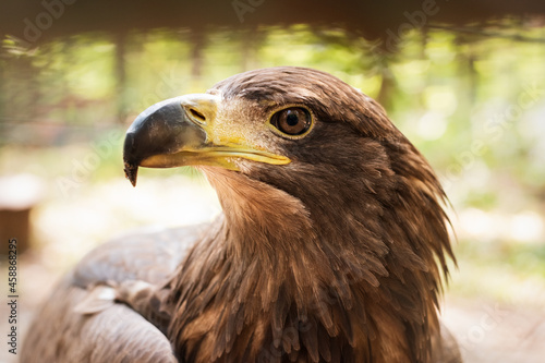Portrait of a steppe eagle outdoors close-up