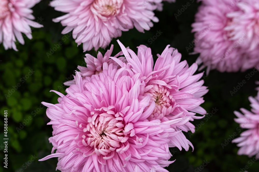 Pink chrysanthemums on a blurry background close-up view from above. Beautiful soft pastel chrysanthemums are blooming in the garden. Natural Wallpaper in selective focus. Bright floral design. Pink chrysanthemums on a blurry background close-up view from above. Beautiful soft pastel chrysanthemums are blooming in the garden. Natural Wallpaper in selective focus. Bright floral design.