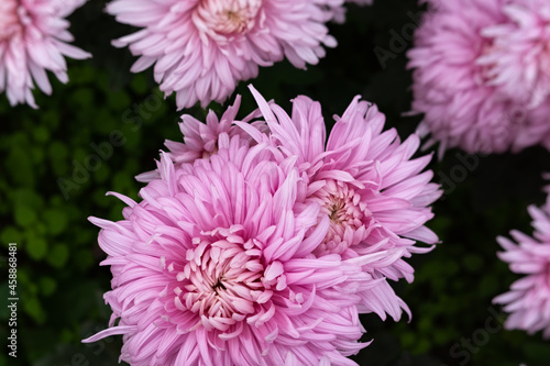 Pink chrysanthemums on a blurry background close-up view from above. Beautiful soft pastel chrysanthemums are blooming in the garden. Natural Wallpaper in selective focus. Bright floral design.