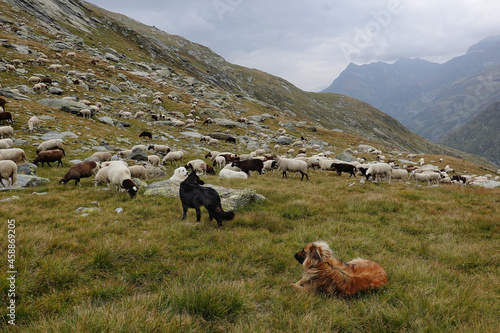 Three sheepdogs, among which a Patou, guarding a flock of sheep from wolves, in the Swiss Alps