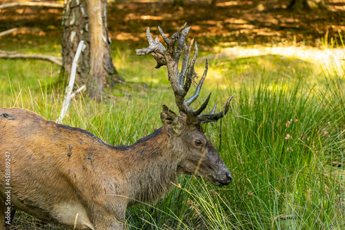 A male red deer during rut time playing with mud at a sunny day in late summer.