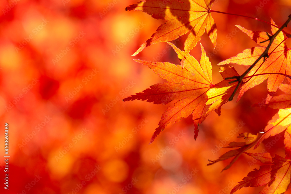 自然なモミジの紅葉 自然なモミジの紅葉