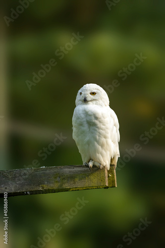 A snow owl at a sunny day in summer.