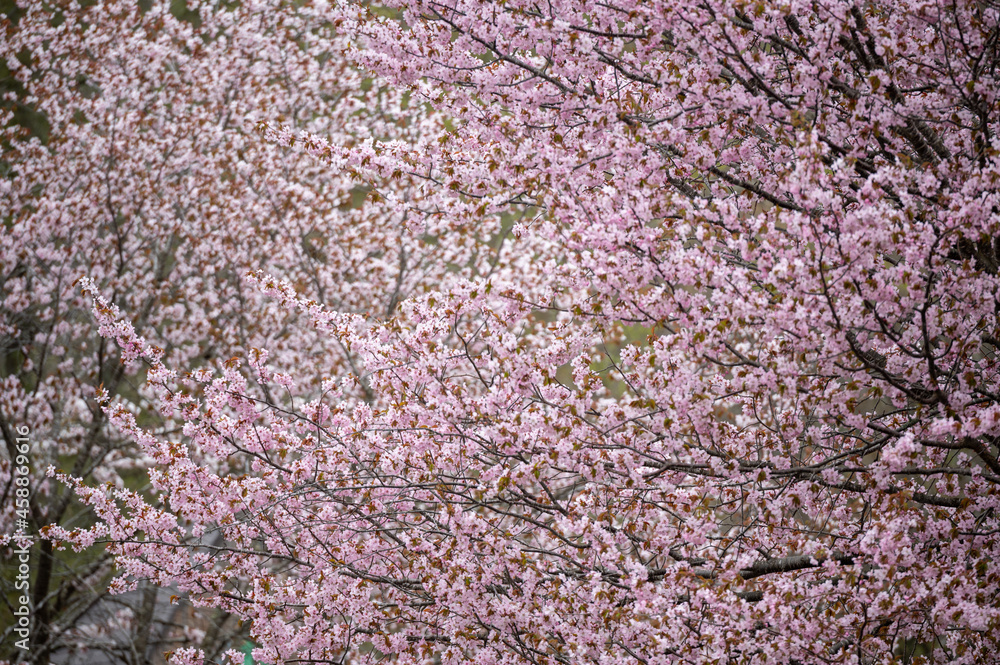 Cherry Blossoms Cherry Blossoms