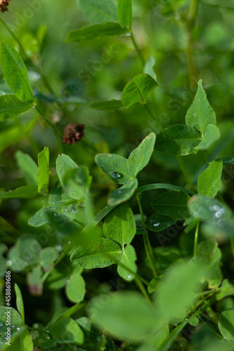 lush green grass after rain. dew drops on green grass. summer, green background. macro background.