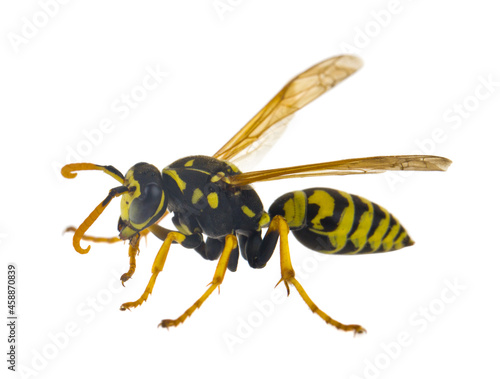 Wasp isolated on white background.
