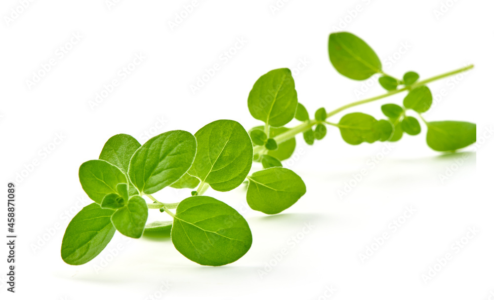 Oregano leaves, marjoram branch, isolated on white background. Oregano leaves, marjoram branch, isolated on white background.