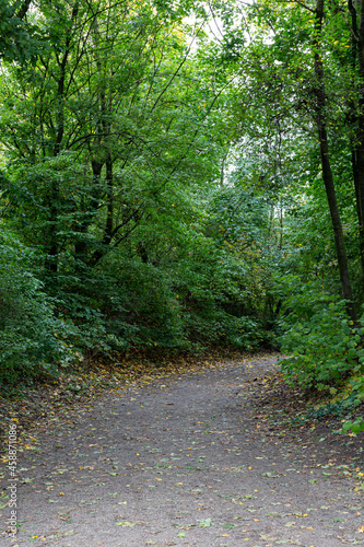 Footpath and trees in park