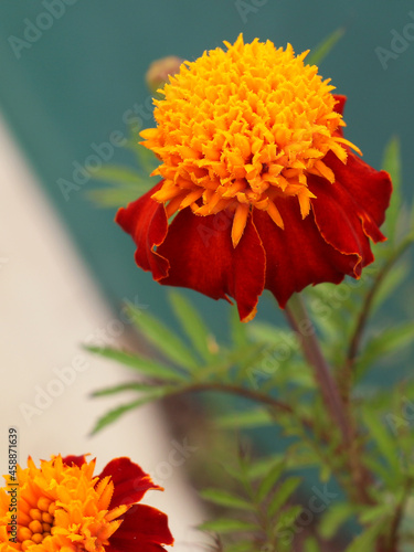 Marigold flowers also known as tagetes close – up view


